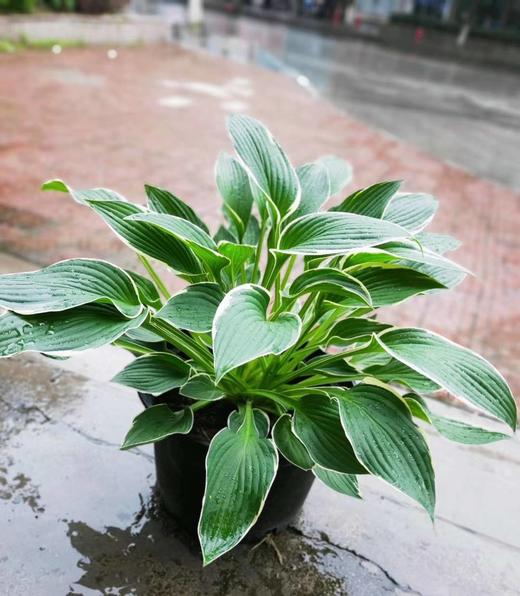 一盆绿植 商品图0