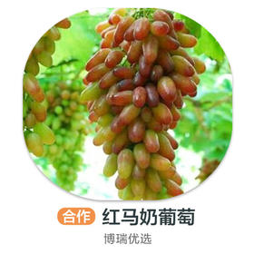 红马奶葡萄