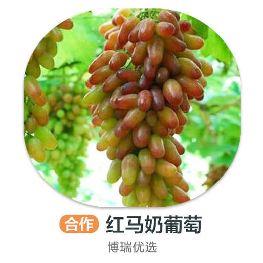 红马奶葡萄 商品图0