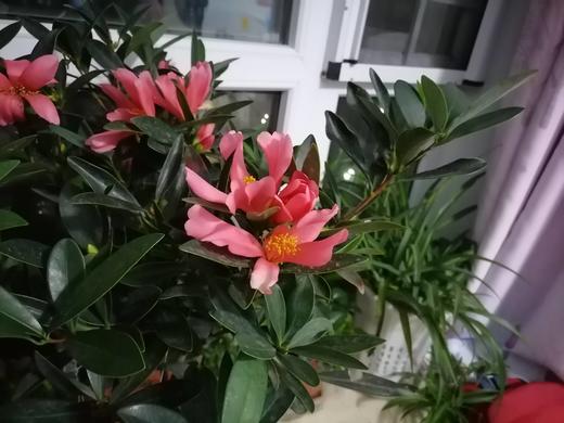 最爱四季茶花 商品图0