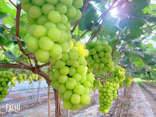 阳光玫瑰青提（香印、晴王）（三斤装） 商品图1