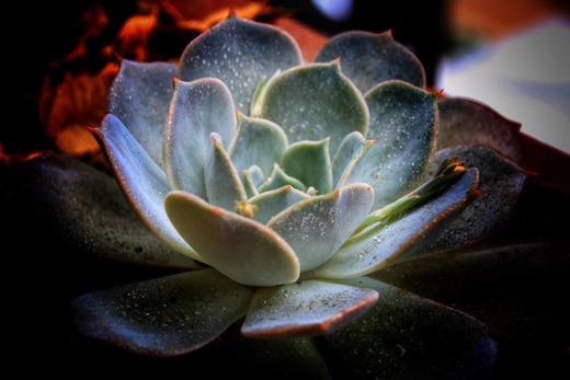 花花草草 商品图0