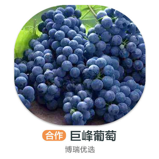 巨峰葡萄 商品图0