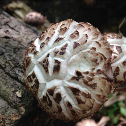 神农武当 丹江口特产 精选花菇250g/袋 十堰 商品图1