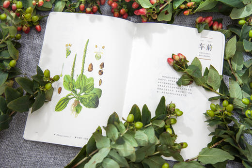 本草流芳（精选100种芳香的本草植物， 淡淡幽香、唯美形态，感受本草的纯粹。） 商品图1