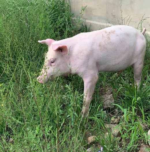 原生态散养土猪（白猪/黑猪）（满200头成团） 商品图1
