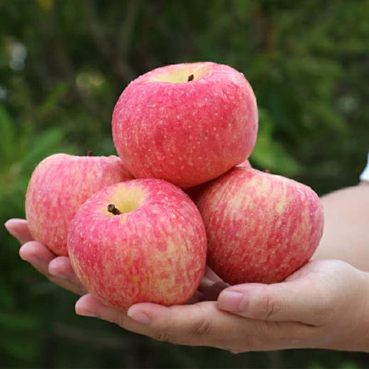 陕西富平花冠红苹果水果5斤包邮,现摘现发 脆甜多汁 皮薄口感好
