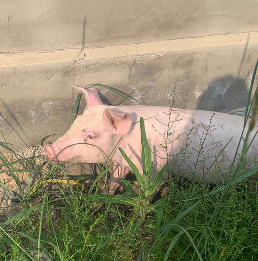 原生态散养土猪（白猪/黑猪）（满200头成团） 商品图2