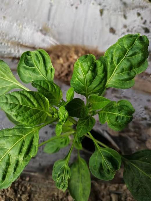 秋茬蔬菜定植前后如何预防病毒病 商品图0