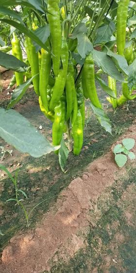 露地辣椒高产管理