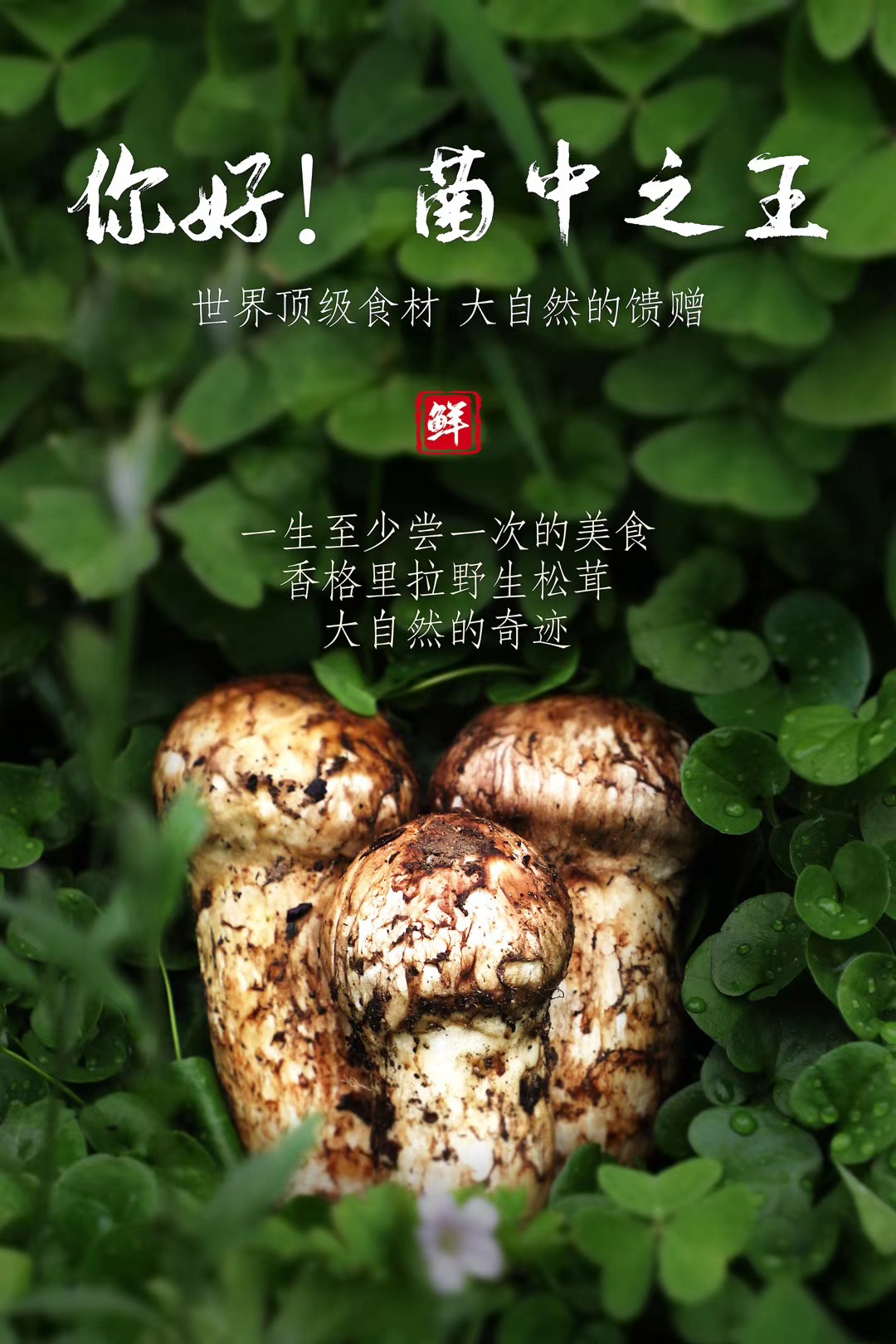 新鲜松茸香格里拉小金野生松茸菌