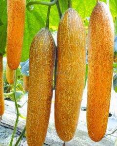 老黄瓜（严选）