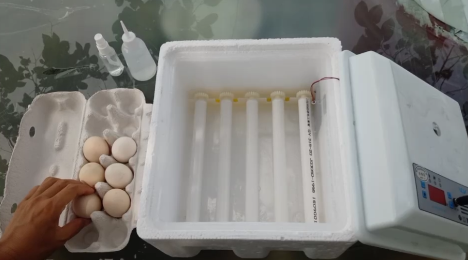 线上孵小鸡课程-孵蛋箱的使用