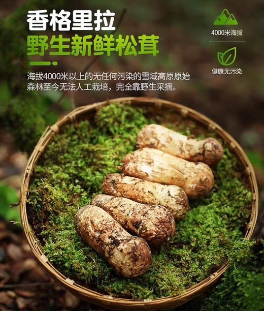 新鲜松茸香格里拉小金野生松茸菌 商品图1