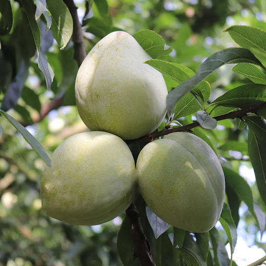 古田油奈（10斤装） 商品图2