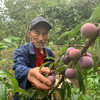 【应季上新】脆红李 半边红李子 茵红李脱骨空心李子 青李子 新鲜水果 现摘现发 新鲜到家 商品缩略图3