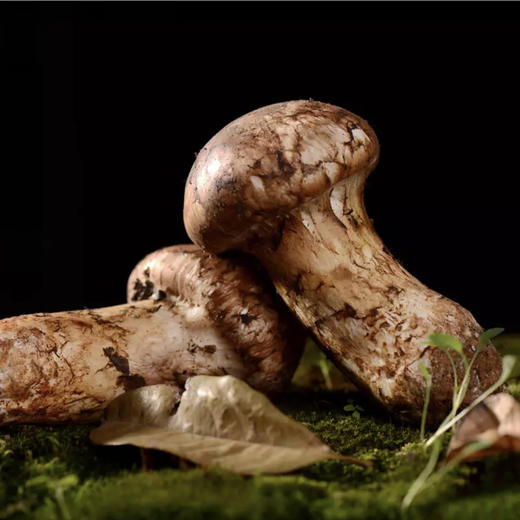 2025头等鲜【香格里拉 松茸】新鲜山上现采现发，72小时内从深山上送到你家餐桌！！ 商品图8