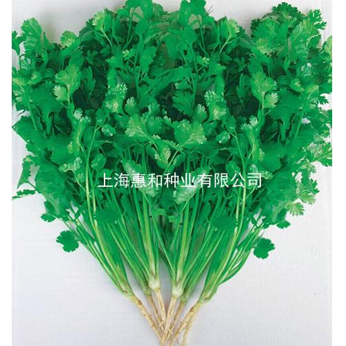 [专业种子] “常香”香菜种子 商品图0