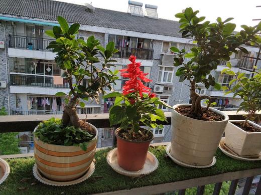 最美阳台 商品图0