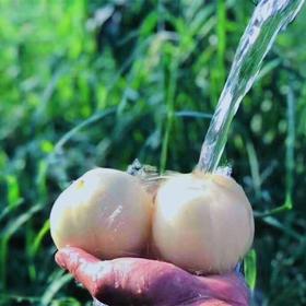 水晶玉桃