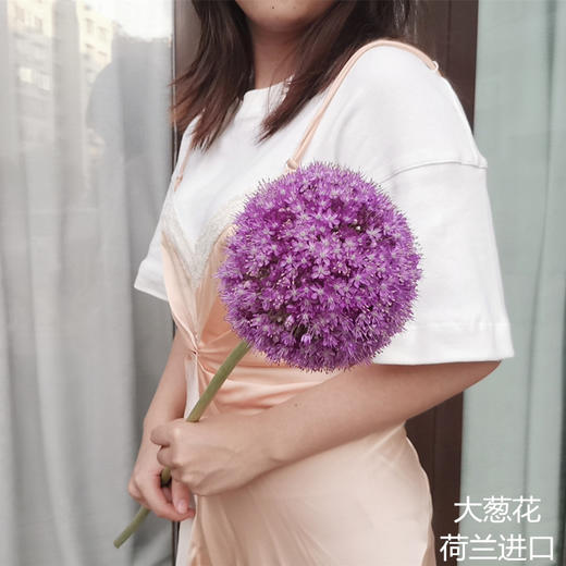 荷兰花材进口大葱花1支 商品图0