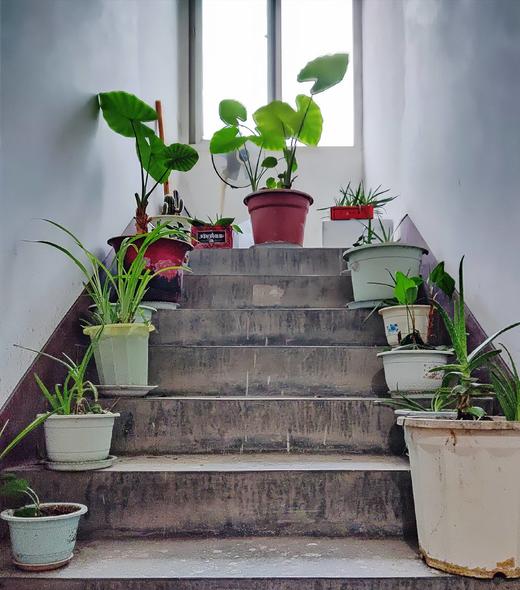 身边的绿色 商品图0