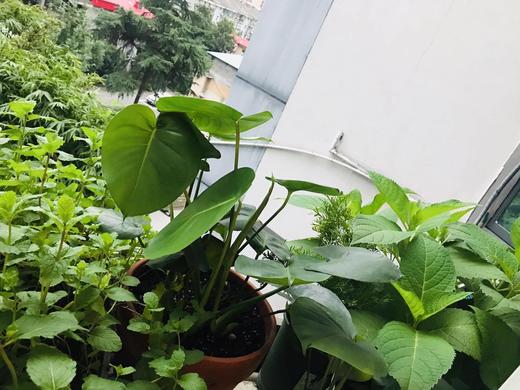 悠然见南山 商品图0