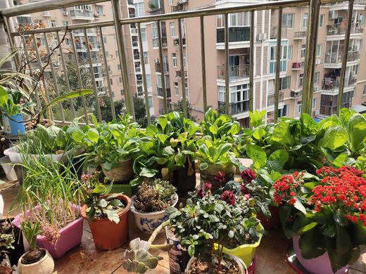 最美阳台 商品图0