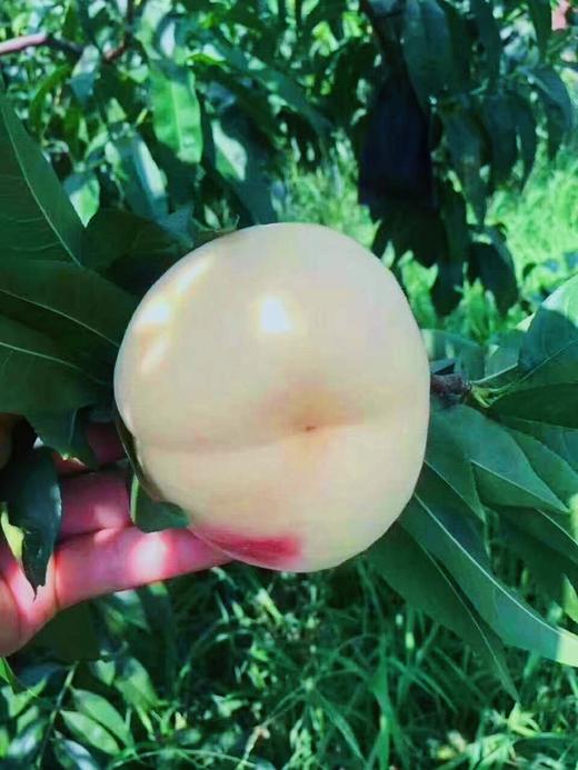 水晶玉桃 商品图2