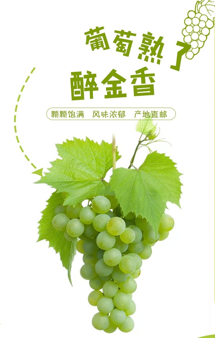 苏州本地产 醉金香葡萄 5斤/箱 仅售89元/箱 享配送到家服务