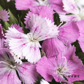 配花 | 相思梅粉色