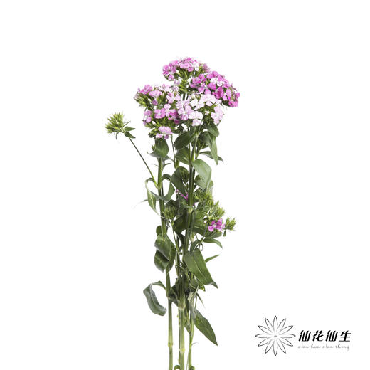 配花 | 相思梅粉色 商品图2