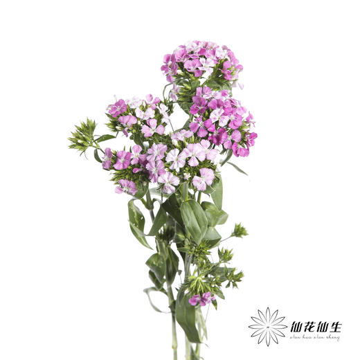 配花 | 相思梅粉色 商品图1