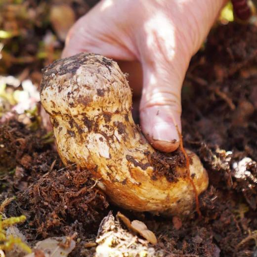 香格里拉出口级精品松茸 商品图1