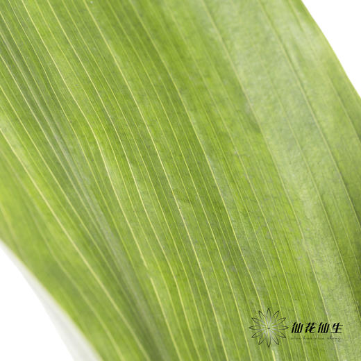 叶材 | 一叶兰 商品图2