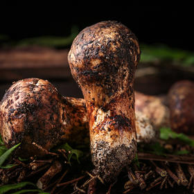 香格里拉出口级精品松茸