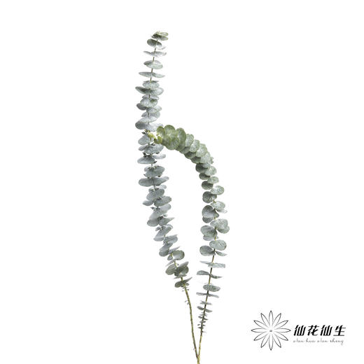 叶材 | 尤加利小叶单支 商品图3