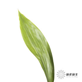 叶材 | 一叶兰