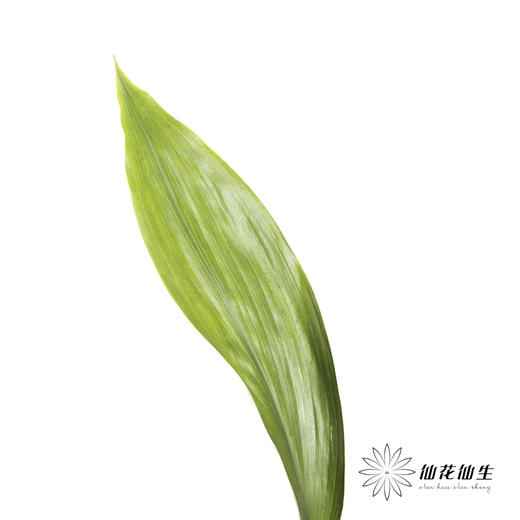 叶材 | 一叶兰 商品图0