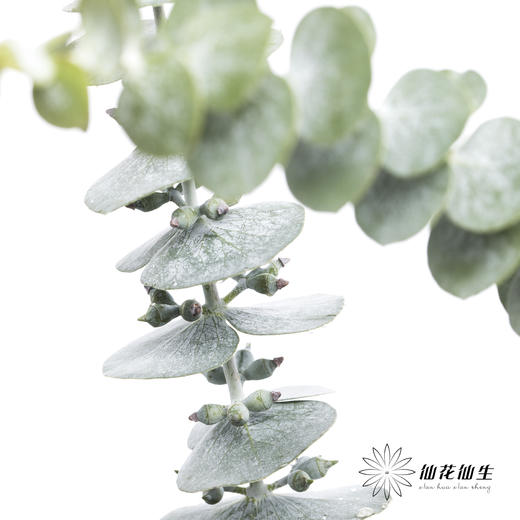 叶材 | 尤加利小叶单支 商品图2