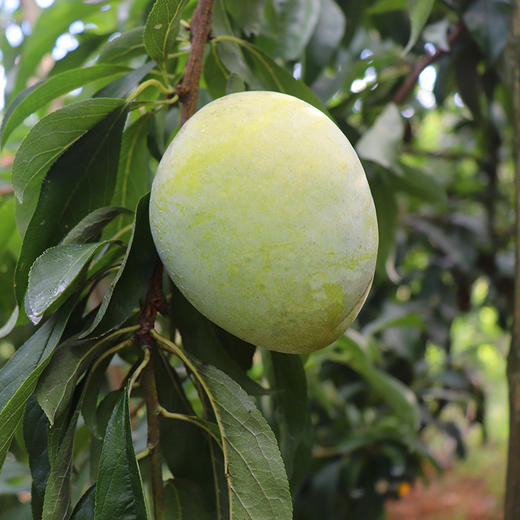 古田油奈（5斤装） 商品图2