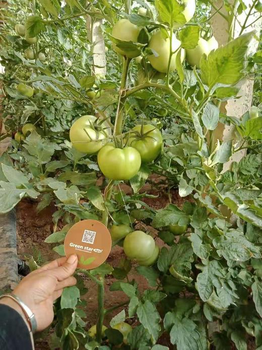 高温季节如何控旺多座果 商品图0