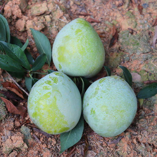 古田油奈（5斤装） 商品图3