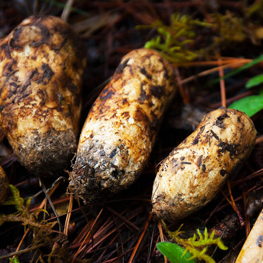 【云南香格里拉出口级松茸】雪域高原上的美味，鲜到极处！ 商品图0