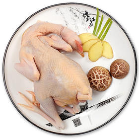 上庄店 老母鸡约1.5kg/只