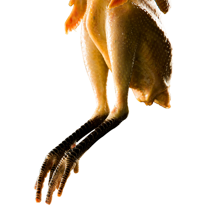 尼西鸡舌尖上的中国飞行距离最远的鸡