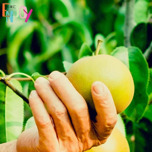 【新鲜水果】小妞家呆萌圆黄梨 商品图2
