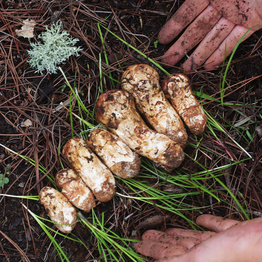 【云南香格里拉出口级松茸】雪域高原上的美味，鲜到极处！ 商品图4