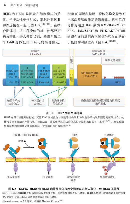 《HER2阳性乳腺癌》 商品图4