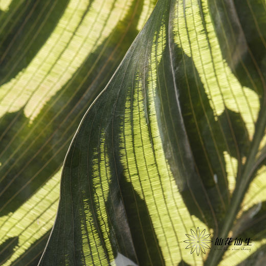 叶材 | 孔雀竹芋 商品图2